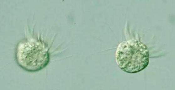 科学家首次发现“专吃病毒”的生物